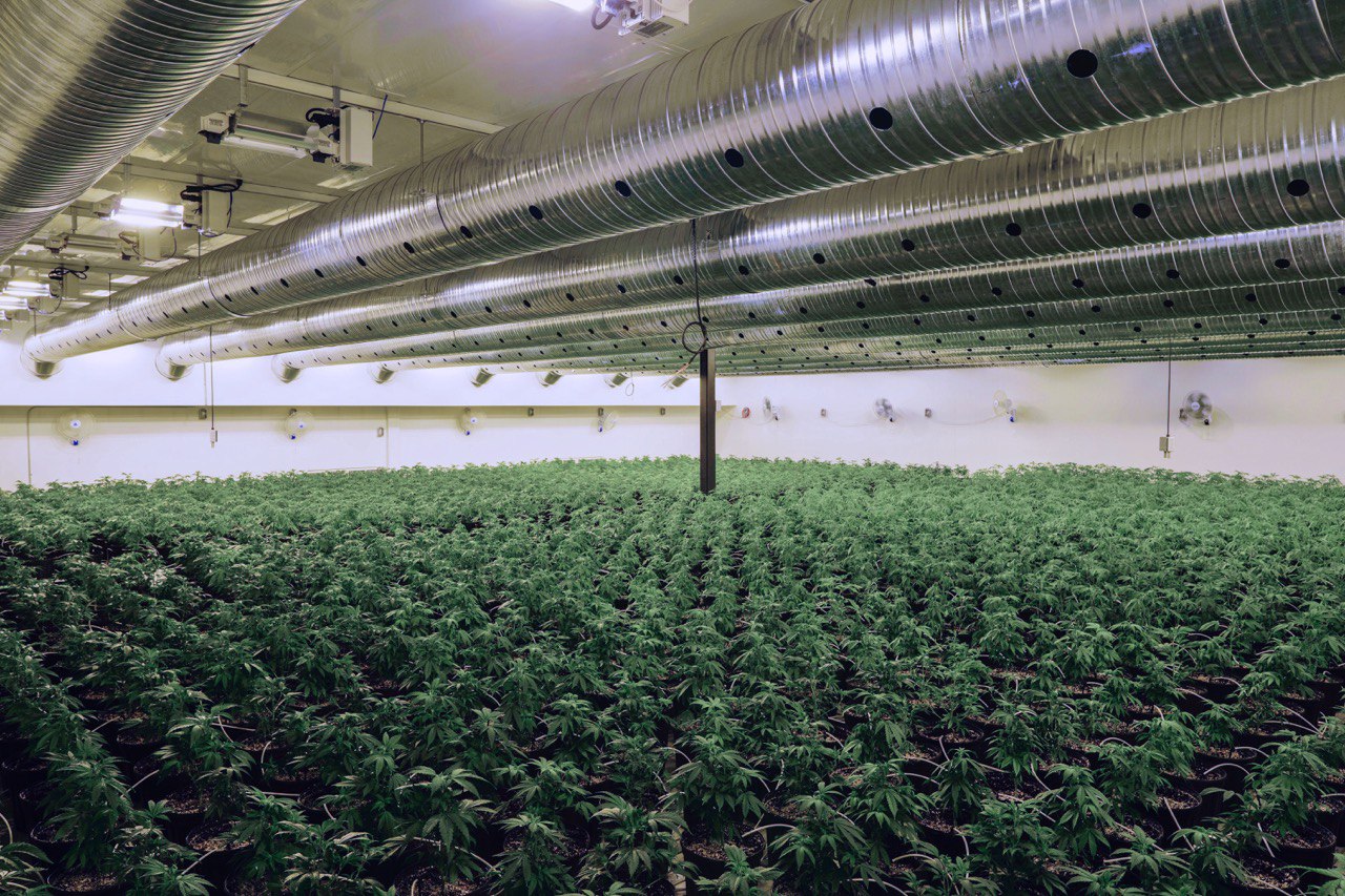 About Us Indigenous Bloom